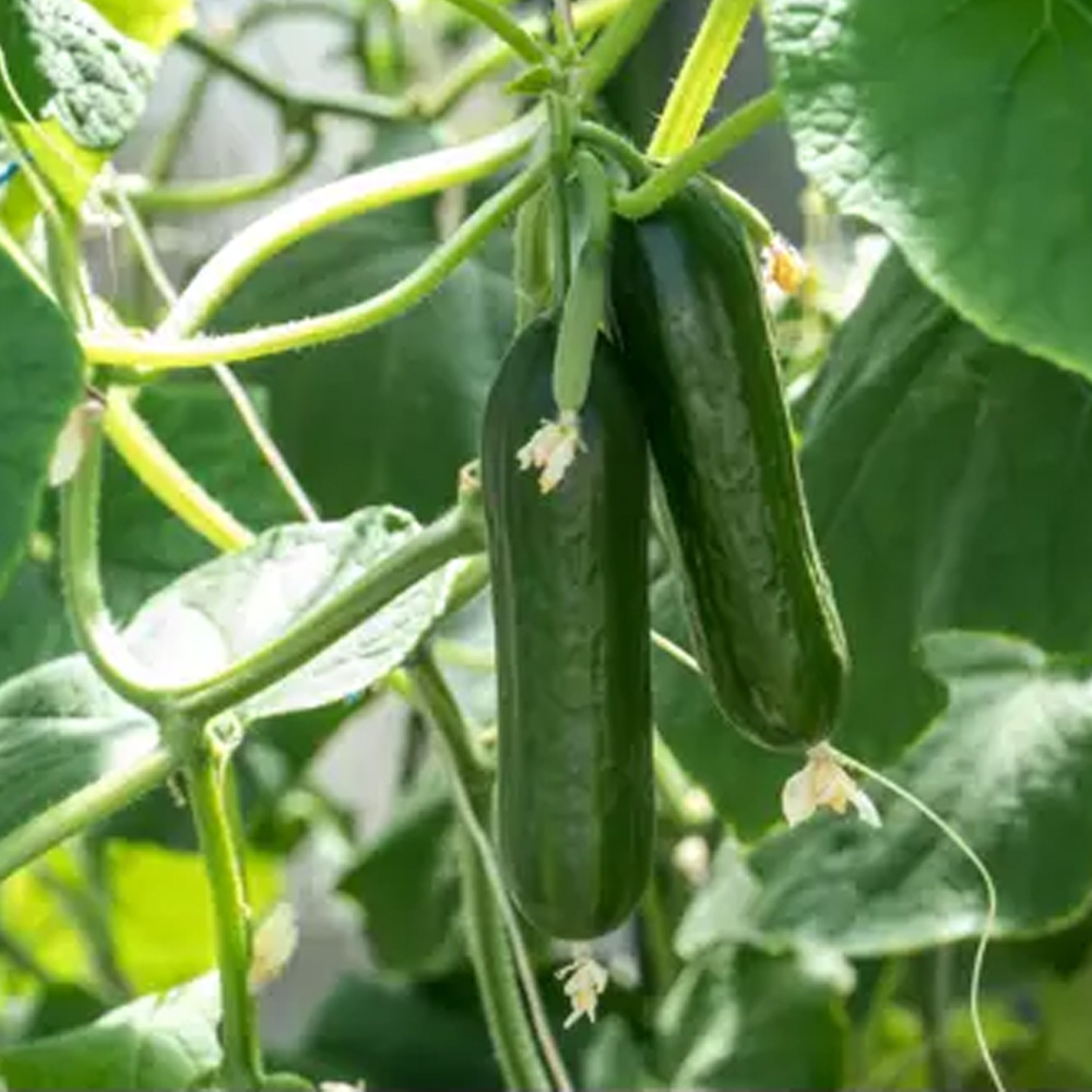 SEEDVCUCUMBER_3.jpg